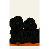 Pupycand Cachorros Caniches Minitoy Negros 