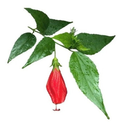 Cerca Viva Malvavisco, Hibisco-colibri - 100 Estacas 