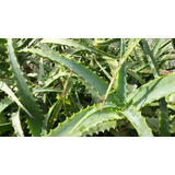 Babosa Aloe Arborescens Orgânica Natural Grande Suculenta 