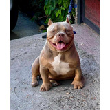 American Bully Micro Machos 3meses Entrega Inmediata. 