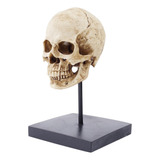 Resina Real Size 1:1 Replica Realista Cráneo Humano