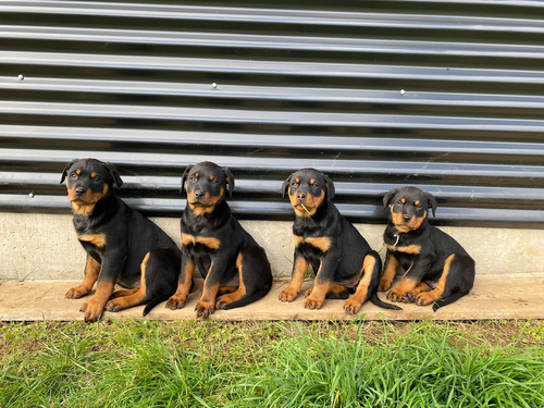 Rottweiler Cachorros