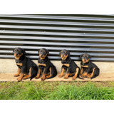 Rottweiler Cachorros