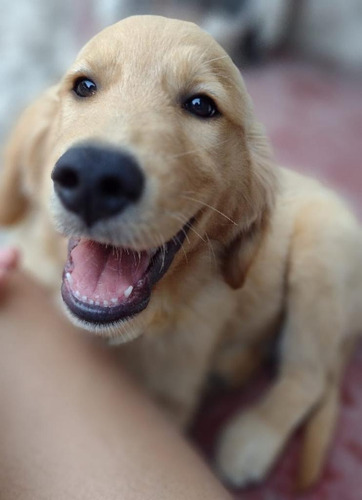 Filhotes De Golden Retriever Fêmea Com 3 Meses 