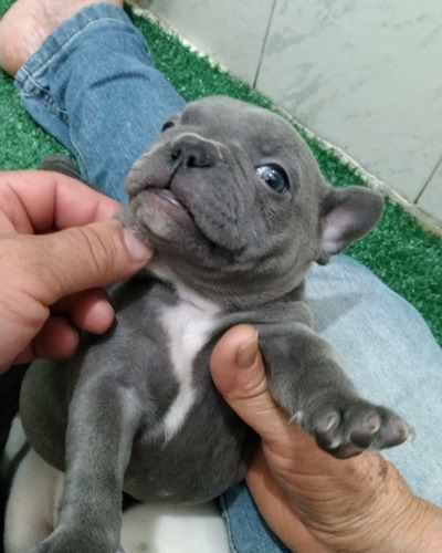 Bulldogue Francês Blue (anão)pedigreecbkc (leia Anúncio)