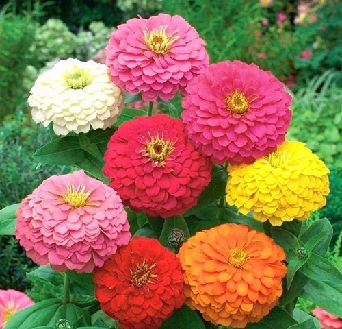 50 Semillas De Zinnia Mix Colores