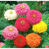 50 Semillas De Zinnia Mix Colores