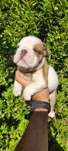 Bulldog Ingles Macho  Atigrado Cachorro Con Pedigree 