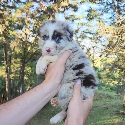 Border Collie Red Merle Macho