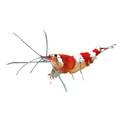 Gambas Caridinas Crystal Red Importadas 5 Unidades | Envío gratis