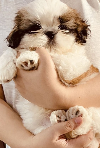 Cachorros Shih Tzu Perros En Venta Shitzu Pasto Pets Dogs