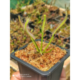 Drosera Capensis Alba - Tamaño S - Planta Carnívora 