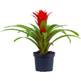 Bromélia Guzmania Kokedama 1 Muda Planta Natural   Coleção 