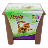 Pasto Natural Para Gatos Diversión Y Estimulación Fancy Pets