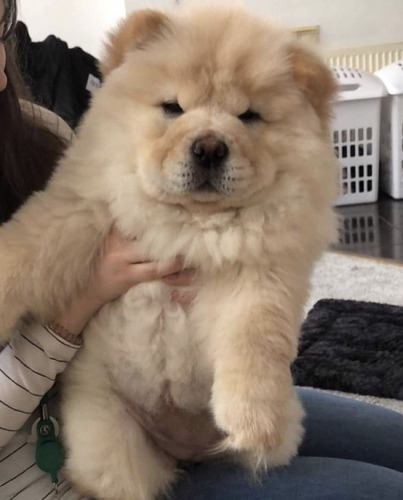 Chow Chow Bellos Disponibles 