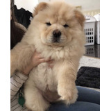 Chow Chow Bellos Disponibles 