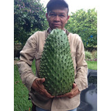 1 Arbolito De Guanabana Gigante De Guyana Fruto Exotico 