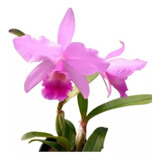 Orquídea Cattleya Portia Tipo - Planta Pré Adulta