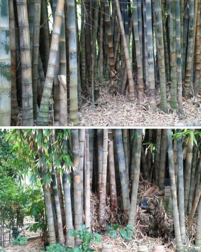 Bambu Dendrocalamus