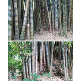 Bambu Dendrocalamus