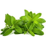 Stevia ( Stevia Rebaudiana Bertoni ) Más Semillas 