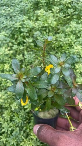 Ludwigia Inclinata Red Planta De Acuario