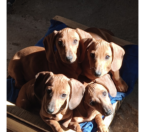 Salchicha Mini Dachshund