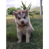 Cachorro Husky Siberiano Manto Rojo