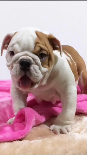  Venta Cachorros Bulldog Ingles Precio Medellin - Colombia 