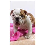  Venta Cachorros Bulldog Ingles Precio Medellin - Colombia 