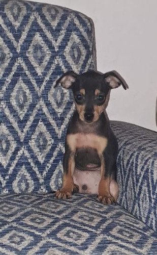 Pinscher Miniatura Bela Feminha