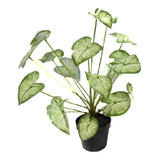 Planta Artificial De Calidad Caladio Caladium Blanco 50cm$sd