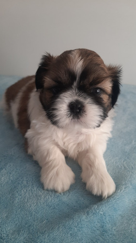 Bella Cachorra Shihtzu/shih Tzu Inscrita En Kcc