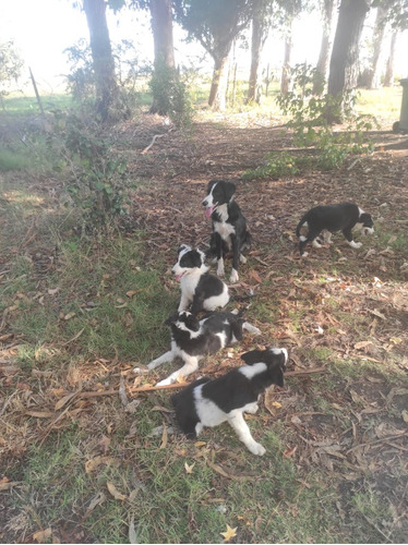 Border Collie Machos