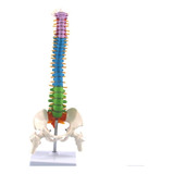 Modelo De Anatomía De La Columna Vertebral Humana