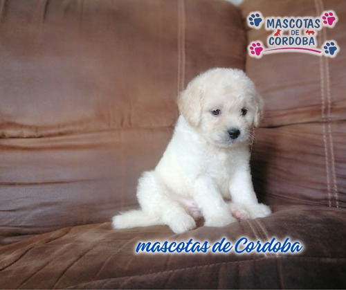 Venta De Cachorros Caniche En Veracruz Veracruz