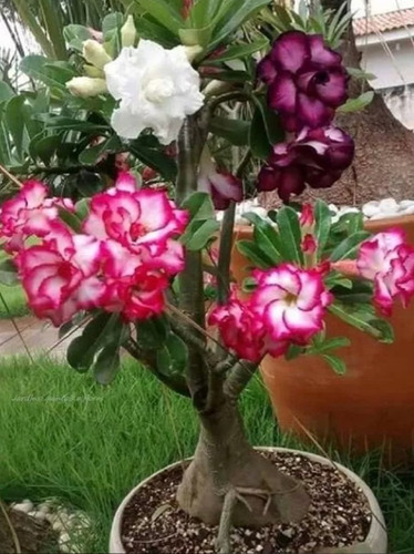 Adeniums Rosa Del Desierto Colores Preciosos