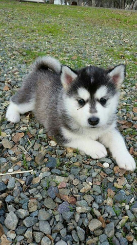 Husky Siberiano Cachorros 