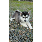 Husky Siberiano Cachorros