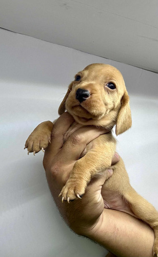 Cachorros Salchicha Rojos