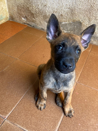 Cachorros Pastor Belga Malinois