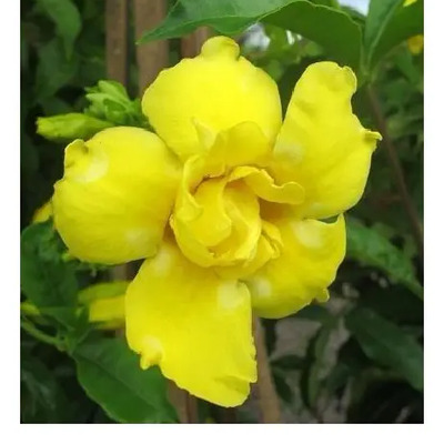 Adenium Rosa Del Desierto Amarillo | MercadoLibre