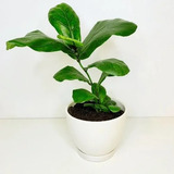 Ficus Lyrata 50 Cm.