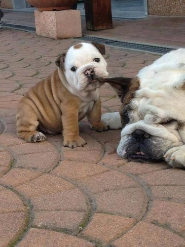 Cachorros Bulldog Ingles Perrito Bull Dog Puppy Cachorrito