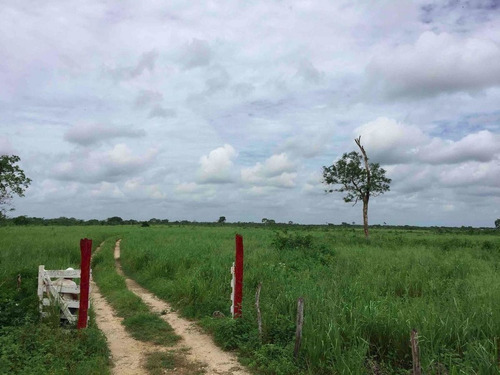 Rancho Ganadero En Yucatán, México