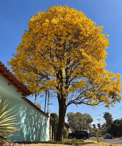 2 X 1 Arbol De Lapacho Amarillo (roble, Primavera, Ornato)