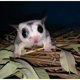 Sugar Glider Treats - Paquetes De Ramas Masticables De Eucal