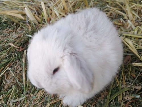 Conejos Belier Mini Lop 