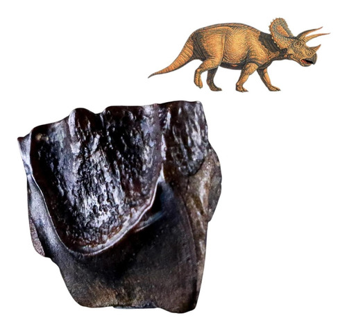 Fosil Diente Dinosaurio Triceratops Alta Calidad Certificado