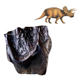 Fosil Diente Dinosaurio Triceratops Alta Calidad Certificado